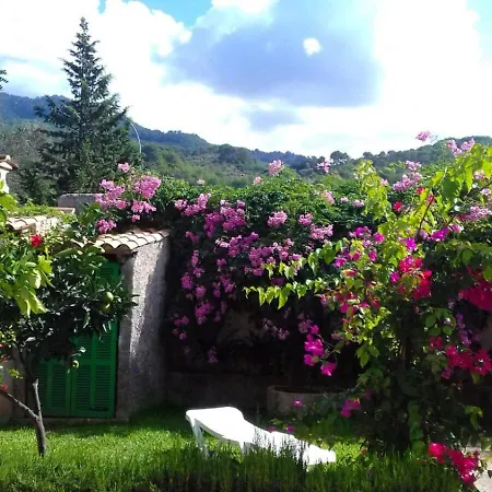 Bougainvillea *